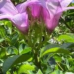 Cryptostegia madagascariensis Flower