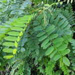 Robinia pseudoacacia Листок