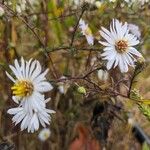 Symphyotrichum lanceolatumVirág