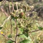 Pentanema squarrosum Flower