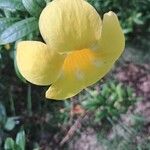 Allamanda cathartica Flor