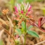 Trifolium vesiculosum Flower