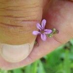 Cuphea ericoides Flor