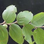 Ziziphus mucronata ഇല