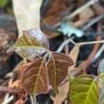 Toxicodendron pubescens पत्ता