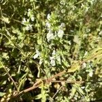 Stachys spinulosa Blodyn