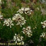 Saponaria lutea Hábito