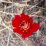 Tephrocactus nigrispinus Flower