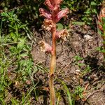 Orobanche alba Habitus