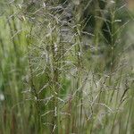 Eragrostis curvula Fleur