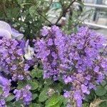 Nepeta racemosaΛουλούδι