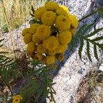 Tanacetum vulgareപുഷ്പം