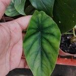Alocasia clypeolata Hoja