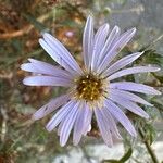 Symphyotrichum laeve Цвят