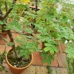 Vachellia farnesiana Blad