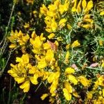 Ulex europaeusFlors