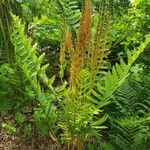 Osmundastrum cinnamomeum ശീലം