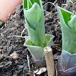 Hosta sieboldii Folla