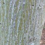Acer davidii Écorce