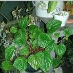 Peperomia pellucida List