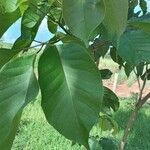 Annona senegalensis 葉