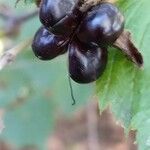 Rhodotypos scandens Fruit