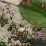 Spergula diandra Elinympäristö