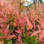 Photinia glabraDeilen