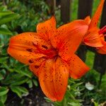 Lilium lancifoliumFlower