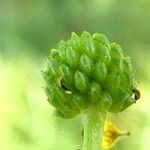 Ranunculus sardous Fruit