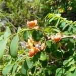 Breynia retusa Fruit