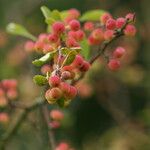 Malus toringoides Frukto