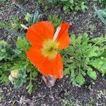 Papaver croceum Flor