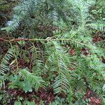 Cephalotaxus harringtonia Frunză