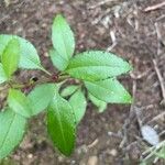 Rubia fruticosa Hoja