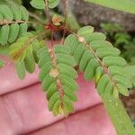 Phyllanthus caroliniensis 葉