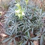 Helleborus foetidus Habitat