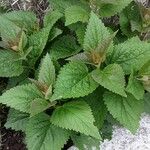 Agastache foeniculum Other