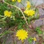 Crepis capillarisപുഷ്പം