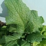 Borago officinalisLehti