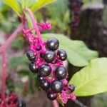 Phytolacca americanaFruit