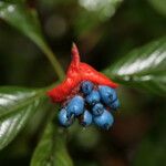 Psychotria poeppigiana Φρούτο