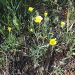 Ranunculus illyricus Habit