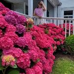 HydrangeaÕis