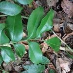 Guarea macrophylla Leaf