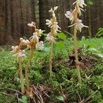 Epipogium aphyllum Flower