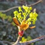 Acer platanoides Flor