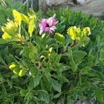 Dimorphotheca fruticosa Blomma