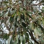 Eucalyptus ovata Frunză