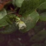 Gaultheria humifusa Květ